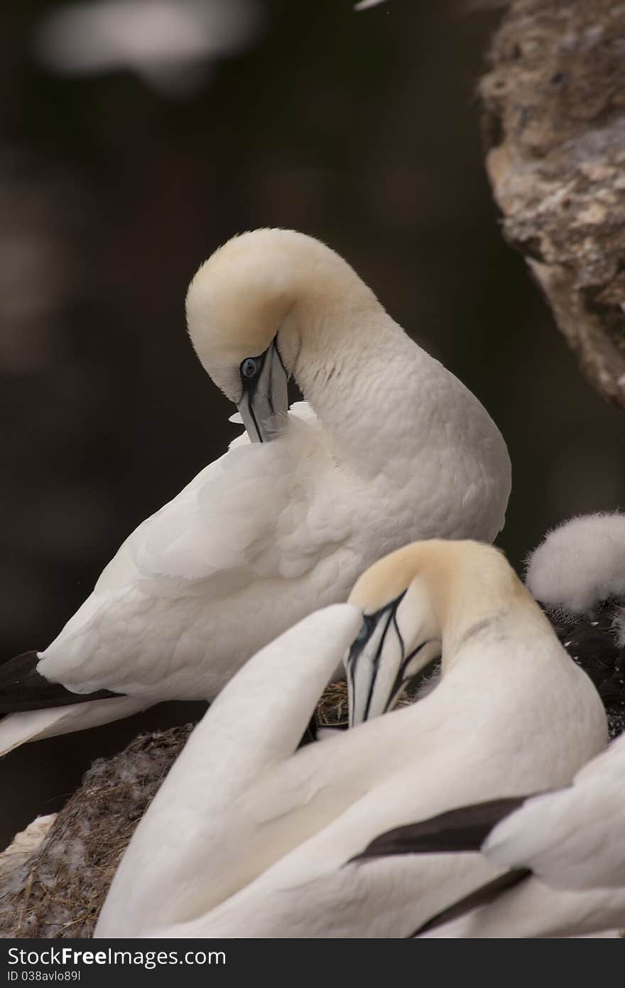 Northern Gannet at Troup Head RSPB, Scotland