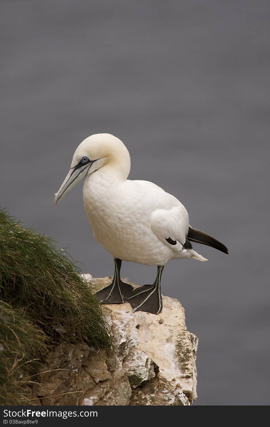 Gannet At Troup Head