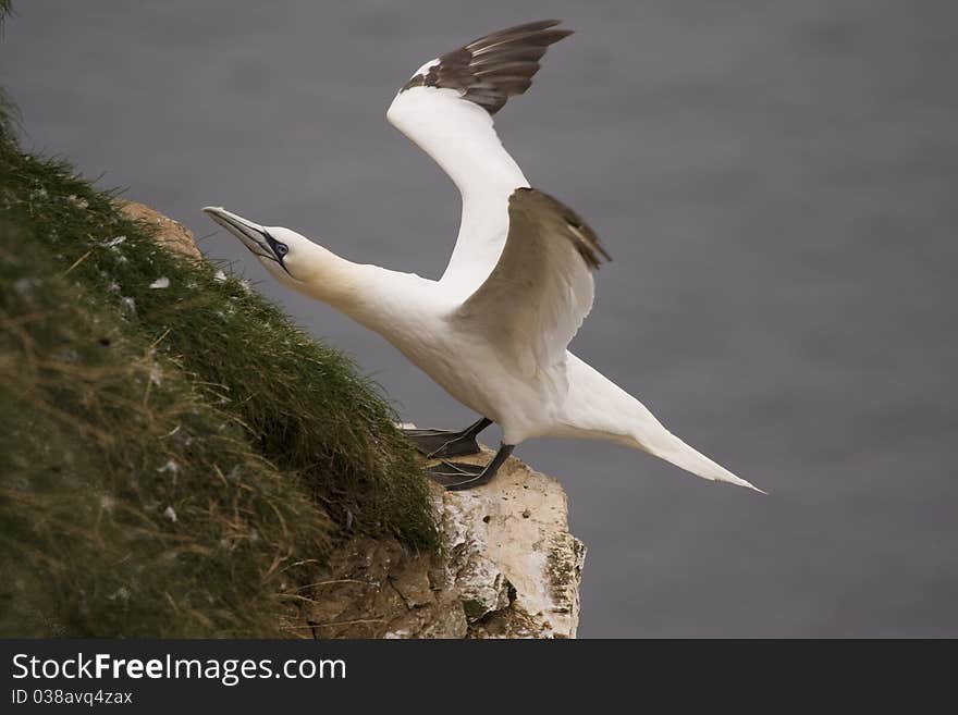 Northern Gannet at Troup Head RSPB, Scotland