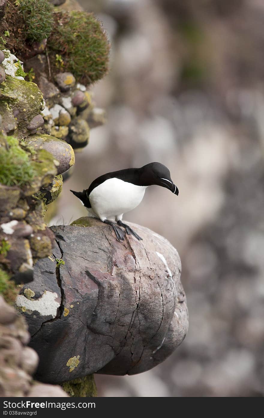 Razorbill at Fowlsheugh Bird Reserve, Aberdeen