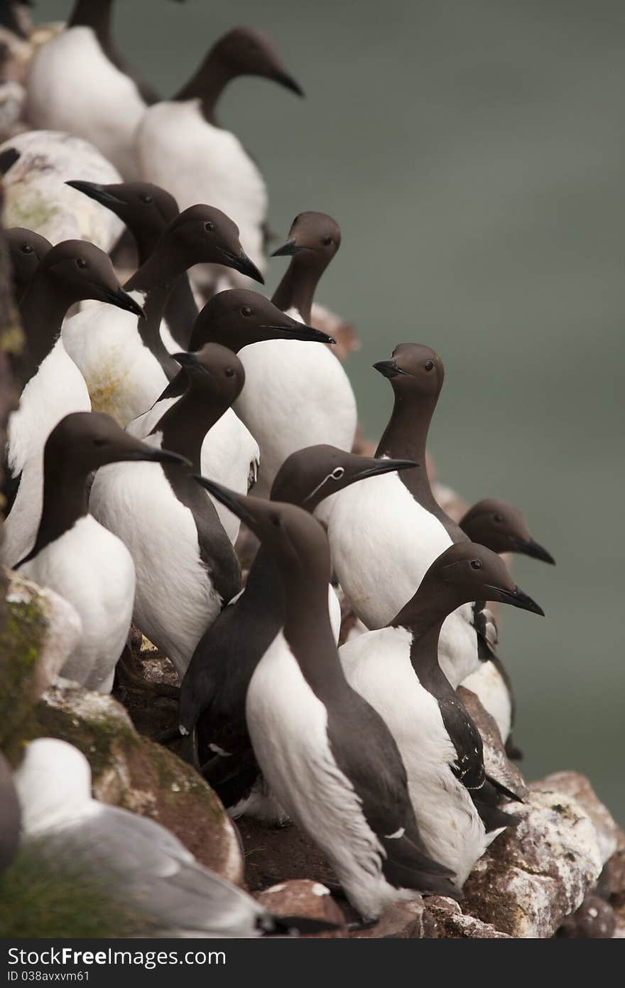 Guillemot at Fowlsheugh