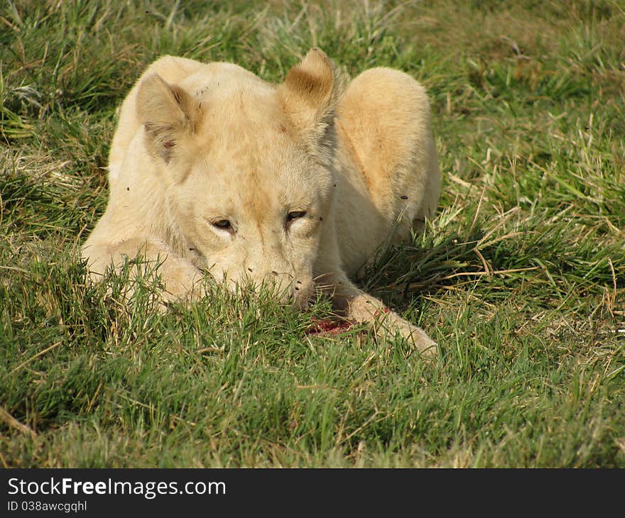 White lion cub