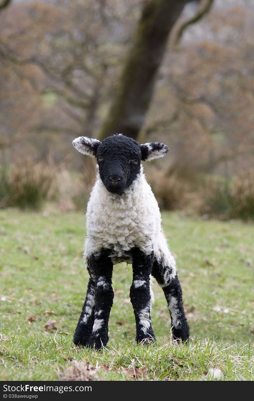 Black faced spring lamb, lake district