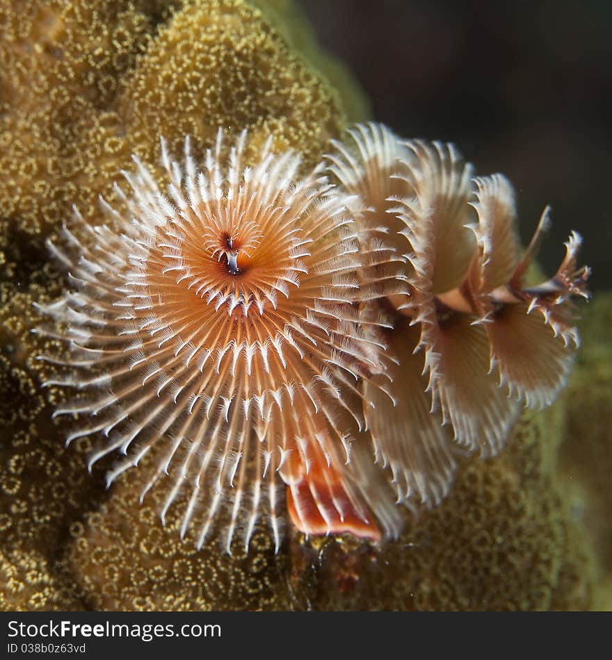 Macro Image of Christmas Tree Worm underwater, Bonaire