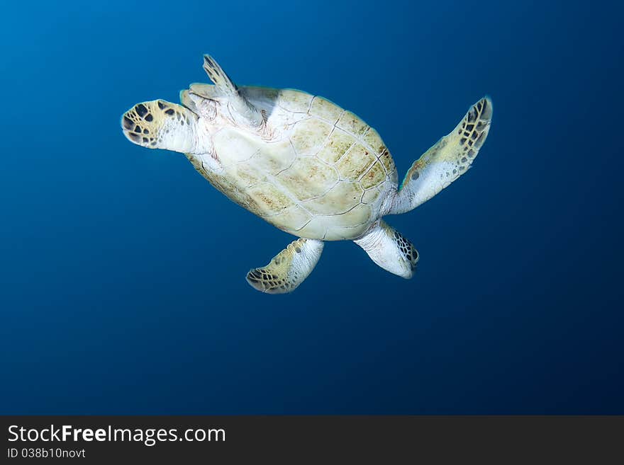 Underwater swimming Sea Turtle, Bonaire