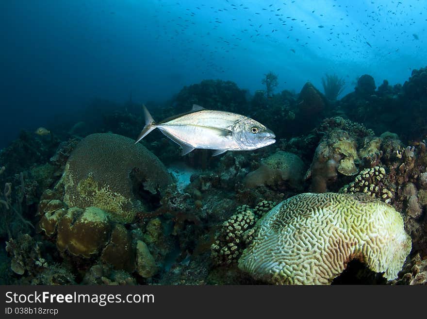 Underwater image of Yellow Jack, Bonaire