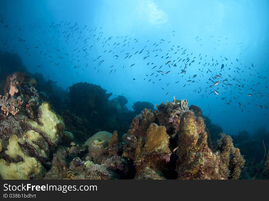 Underwater image of tropical fish and coral reef