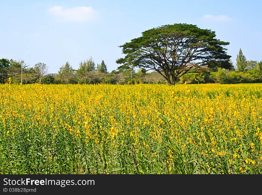 Big tree in the yellow flower farm