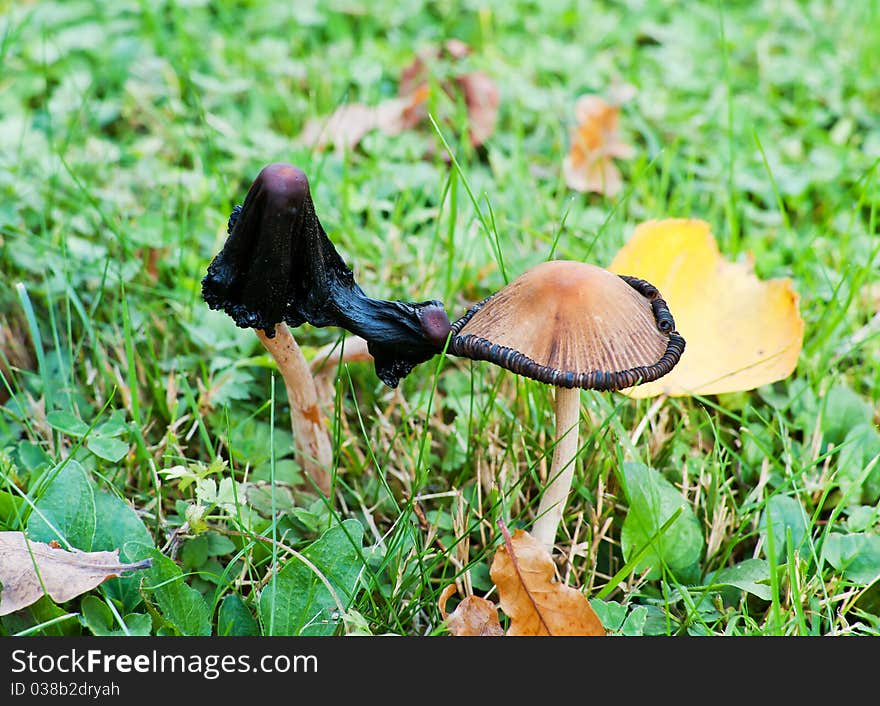 Blackened toadstool among the grass and yellow leaves