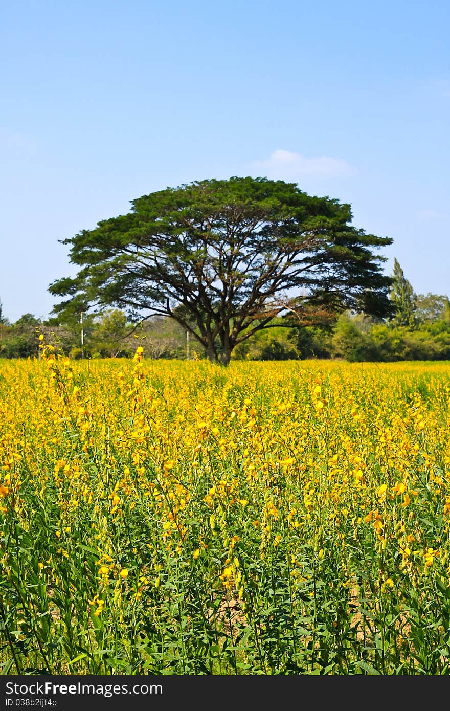 Big tree in the yellow flower farm in countryside - Thailand