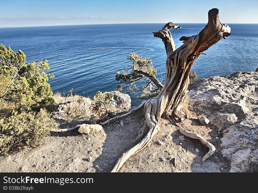 Dry tree on the seashore