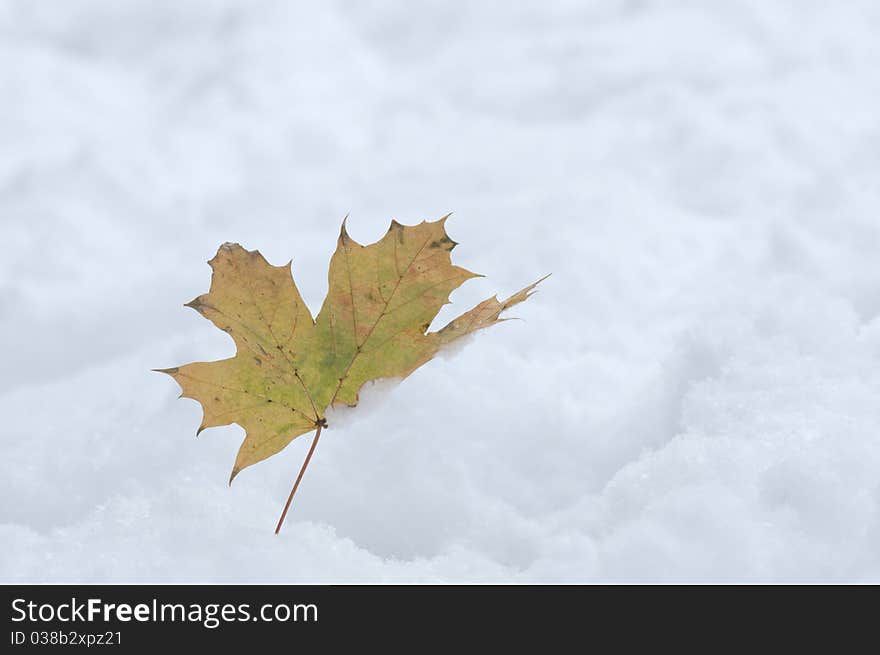 Leaf in the snow