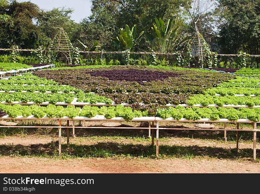 Hydroponic plant of Lettuce