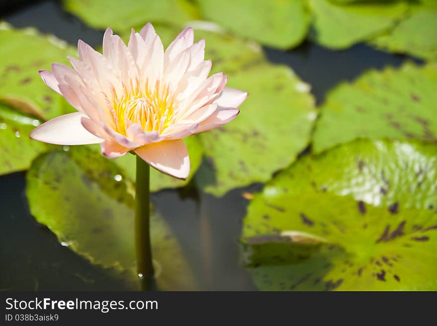 Pink Lotus in the garden - pathumthanee Thailand