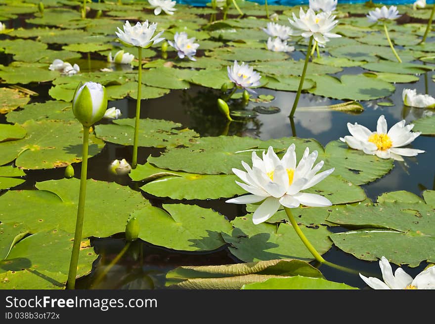 White Lotus in the garden