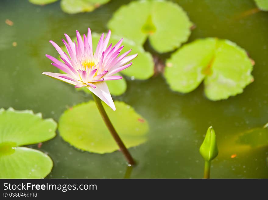 White Lotus in the garden - pathumthanee Thailand