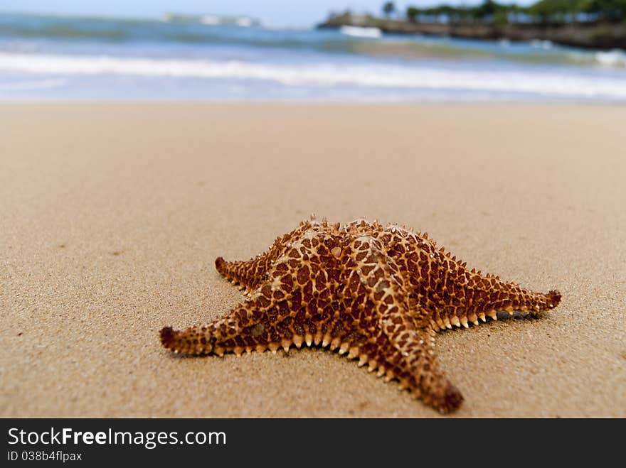 Starfish on the beach