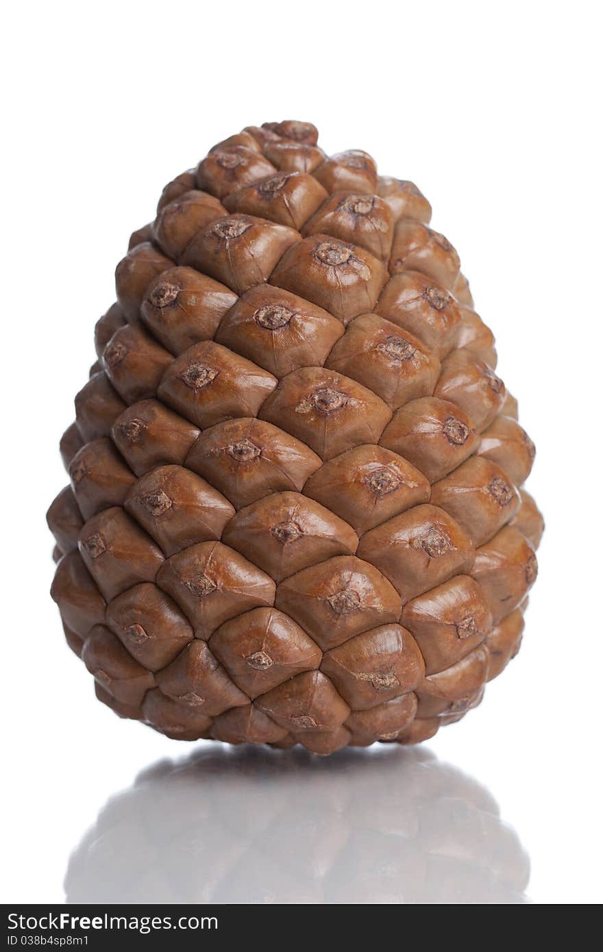 Pinecone