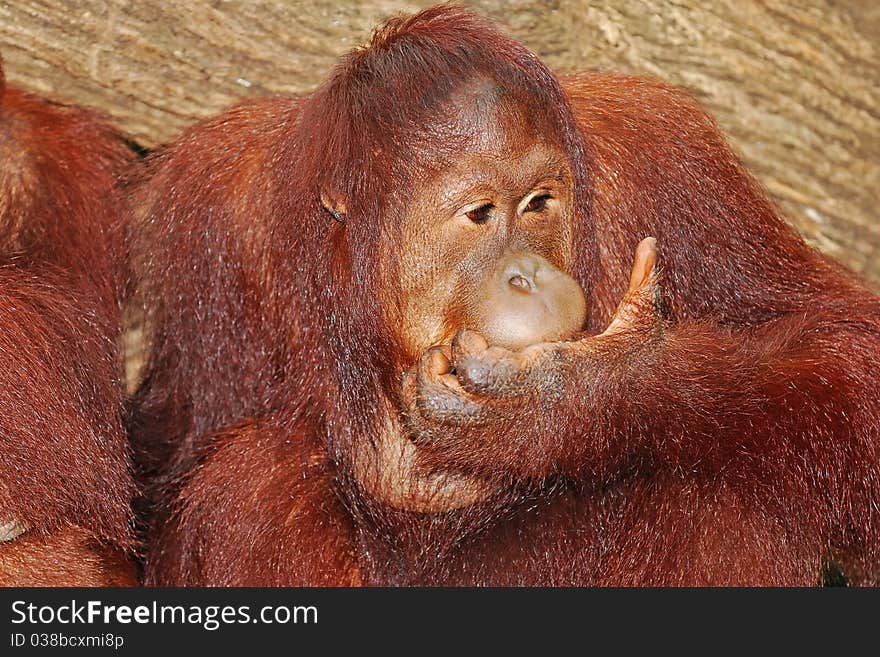 Orangutan