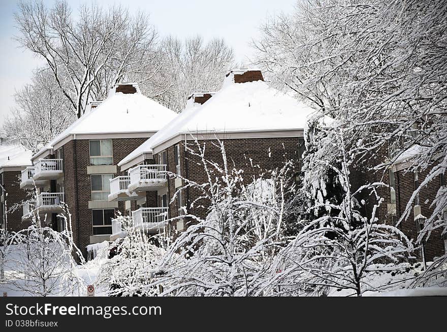 Trees covered with snow. photo taken in Washington DC. Trees covered with snow. photo taken in Washington DC