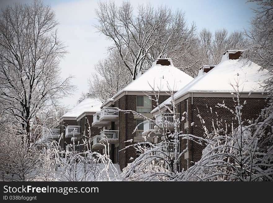 Snow Trees