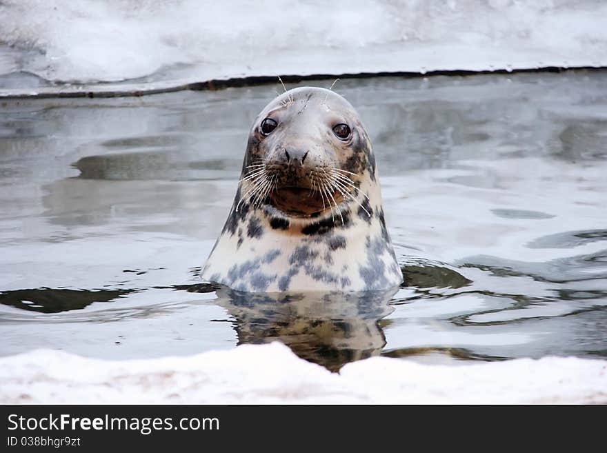 Sea-dog in the water, between the floes.