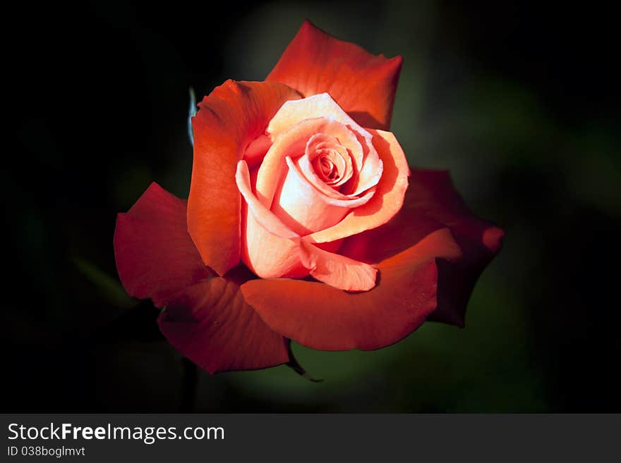 A beautiful singular red rose. A beautiful singular red rose