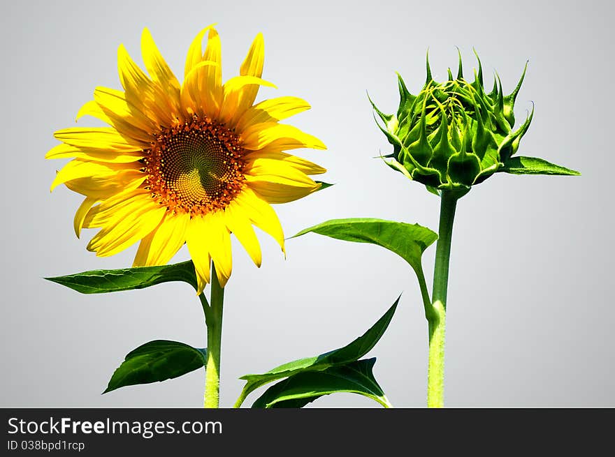 Sunflower and bud sun flower with isolate background