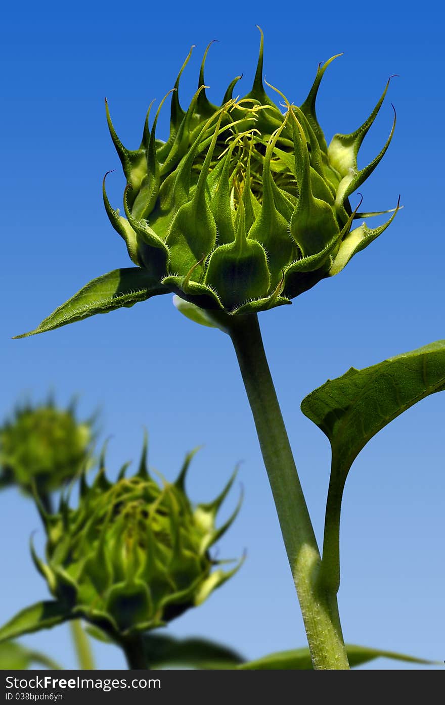 Bud sun flower