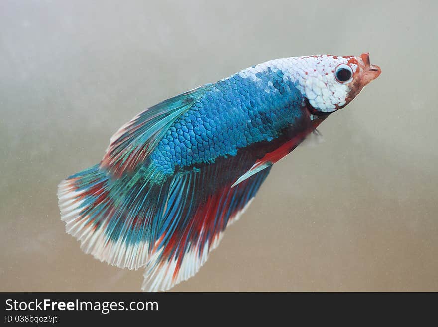 Siamese Fighting Fish