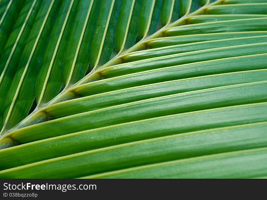 Close up of green coconut leaf