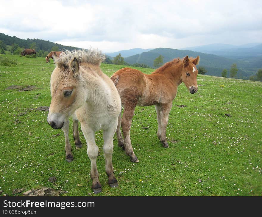 Two Little horses posing to camera