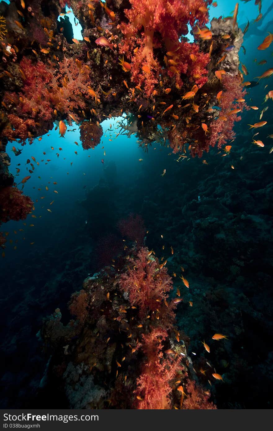 Fish, Coral And Sun In The Red Sea.