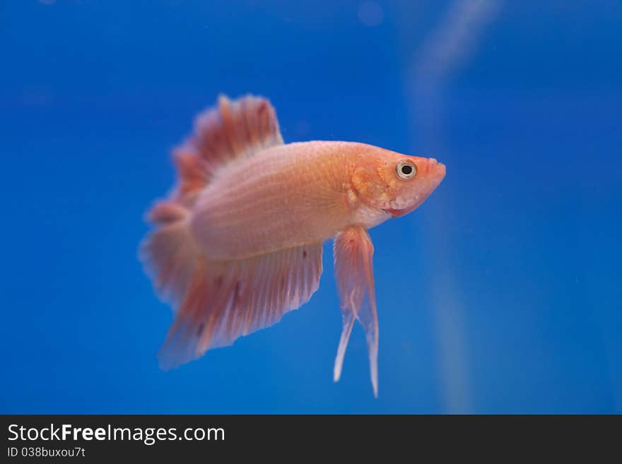 Siamese fighting fish