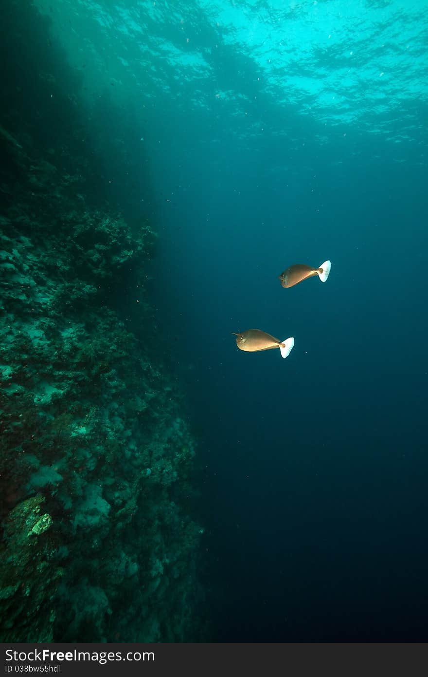 Spotted unicornfish (naso brevirostris) in the Red Sea. Spotted unicornfish (naso brevirostris) in the Red Sea.