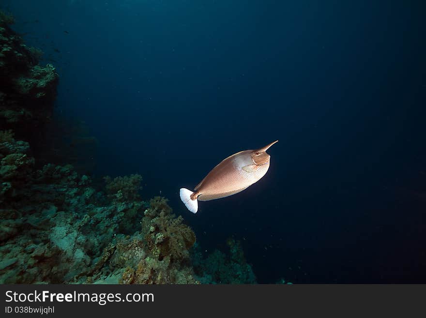 Spotted unicornfish (naso brevirostris) in the Red Sea. Spotted unicornfish (naso brevirostris) in the Red Sea.