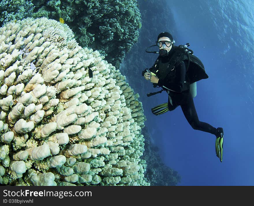 Coral reef with scuba divers in the background. Coral reef with scuba divers in the background