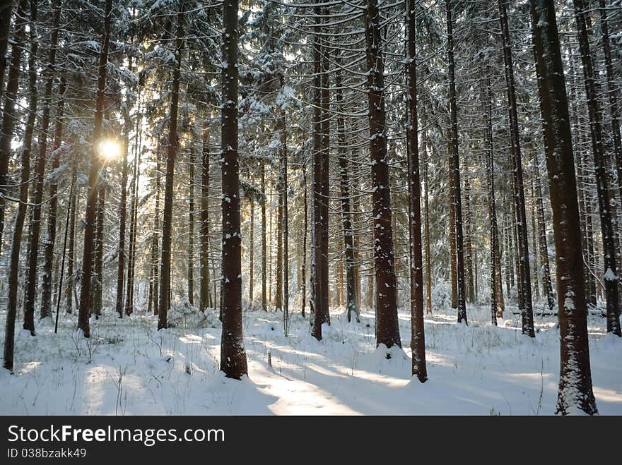 Forest covered with snow