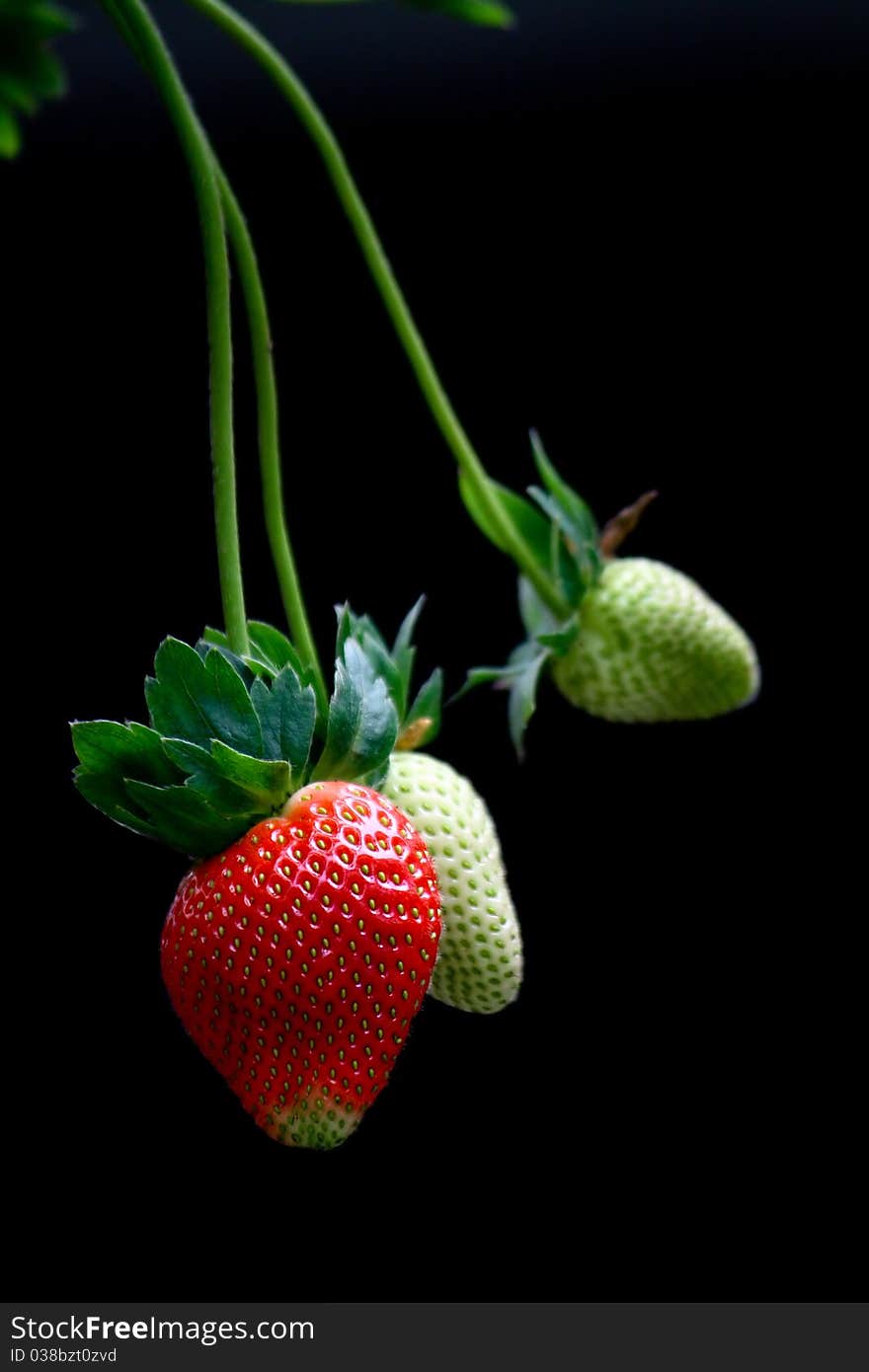 Colors of different ripening stages of strawberries