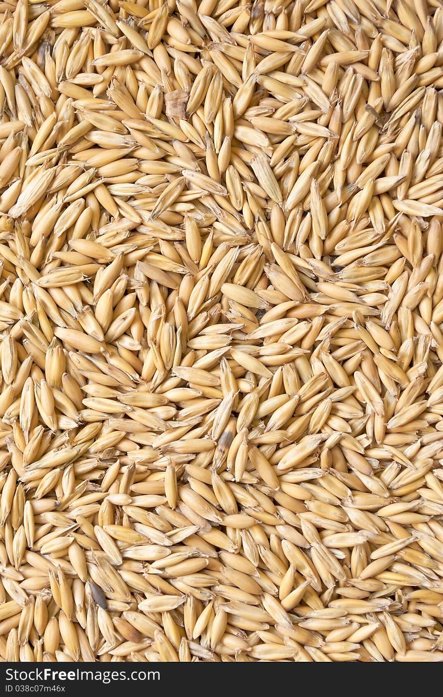 Background from ripe grains of oat