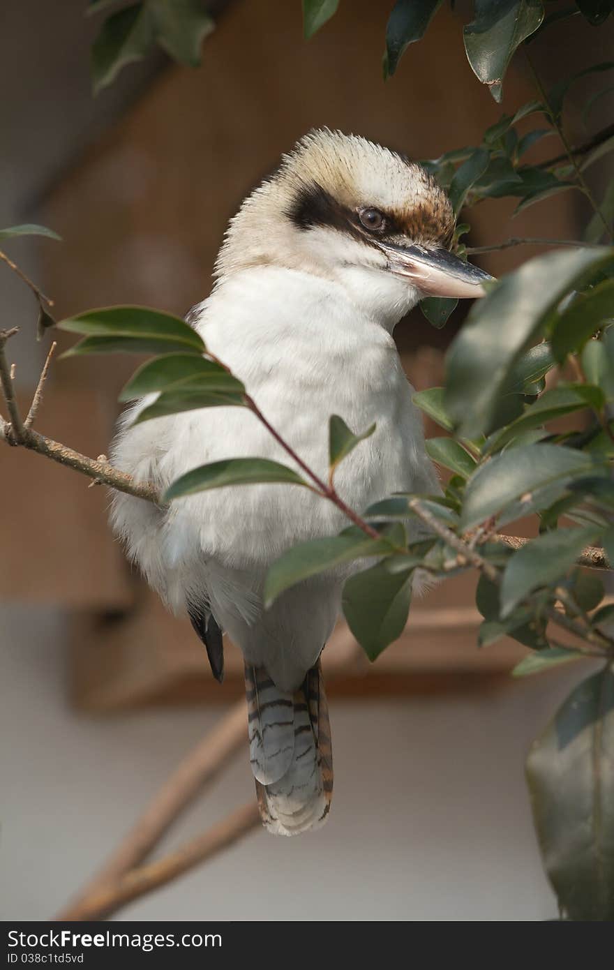 A lovely bird with white belly