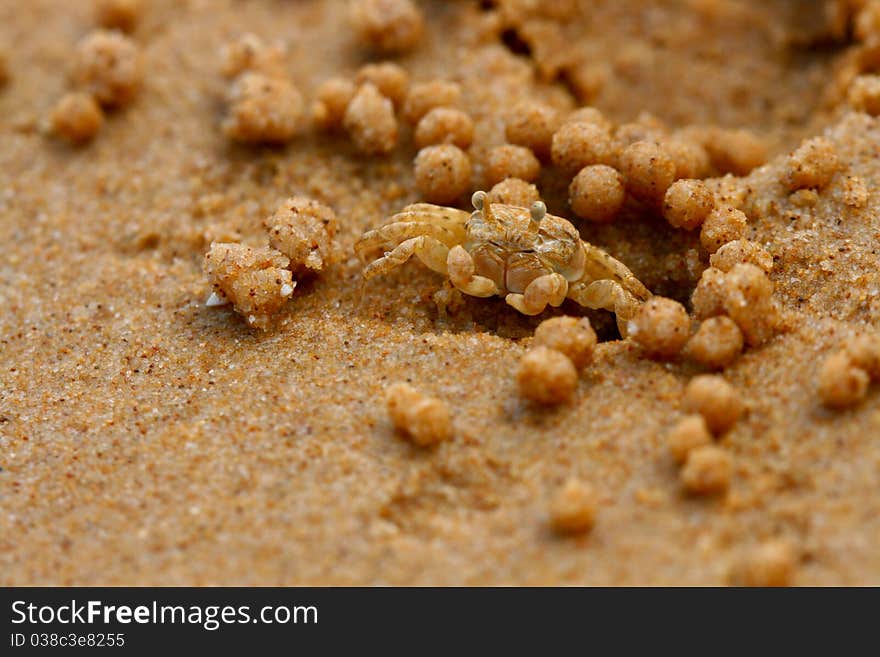 Beach crab appearing out of its burrow