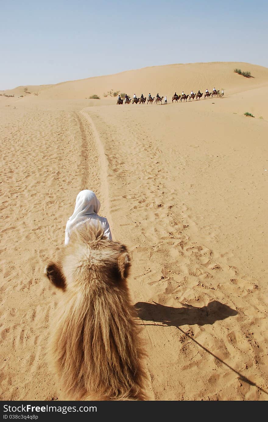 Camel trekking on desert in the noon. Camel trekking on desert in the noon