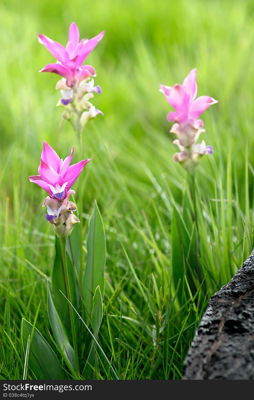 Field of Siam tulip on hill of national park in Thailand