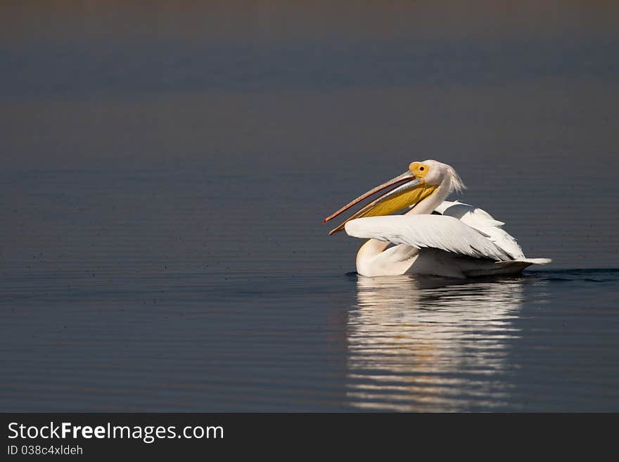 White Pelican in Summer