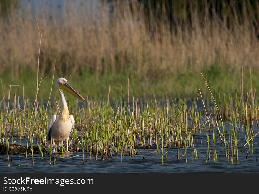 White Pelican resting