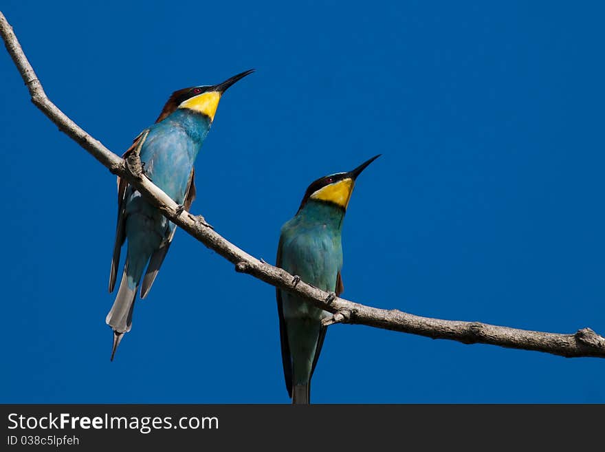 Bee Eaters on a branch on blue sky