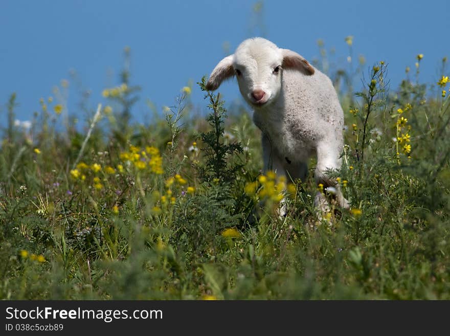 Cute Lamb on filed