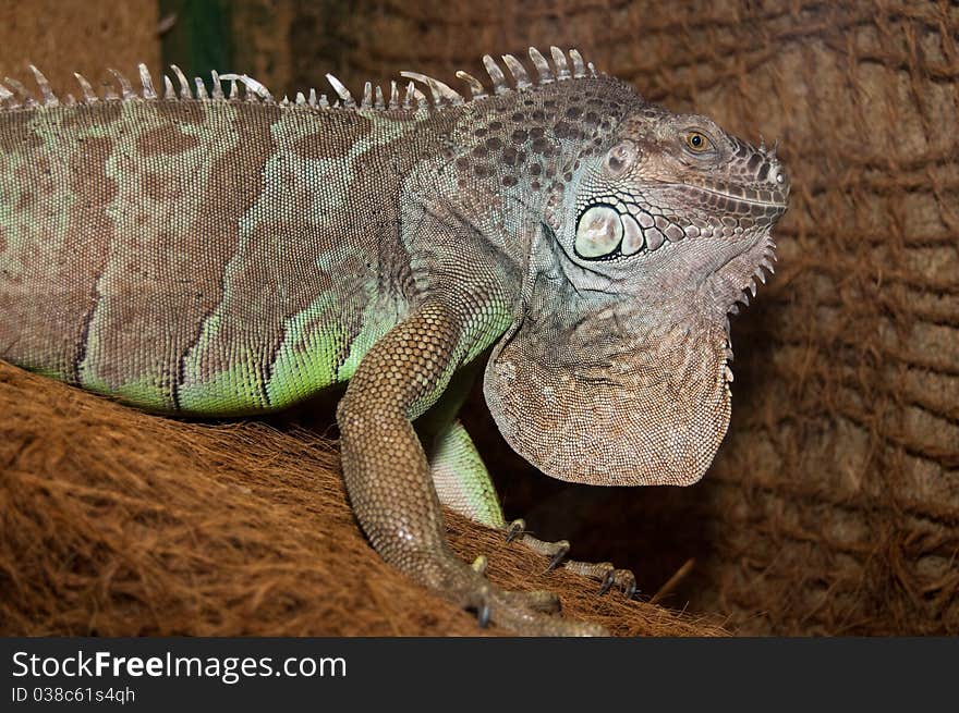 Green Iguana Portrait