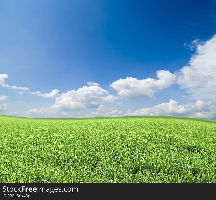 Field on a background of the blue sky